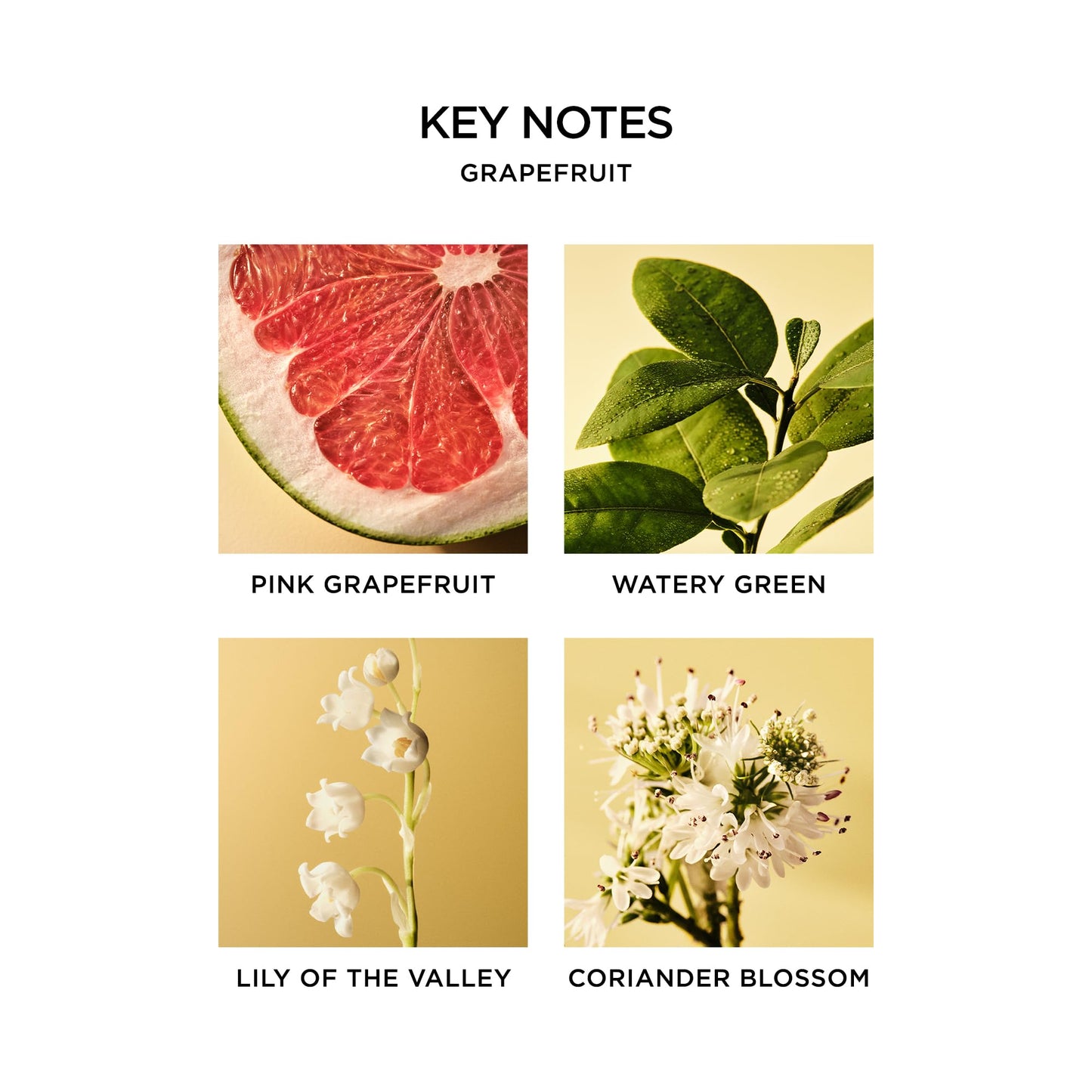 NEST New York Scented Classic Candle, Amber & Incense - 8.1 oz - Up to 60-Hour Burn Time - Reusable Glass Vessel