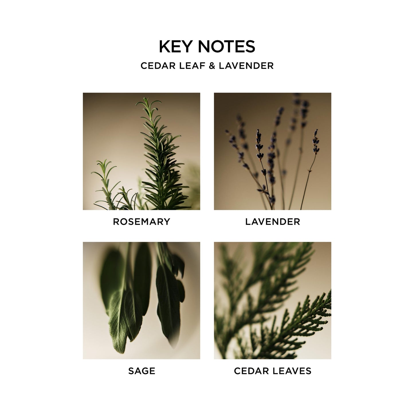 NEST New York Scented Classic Candle, Amber & Incense - 8.1 oz - Up to 60-Hour Burn Time - Reusable Glass Vessel