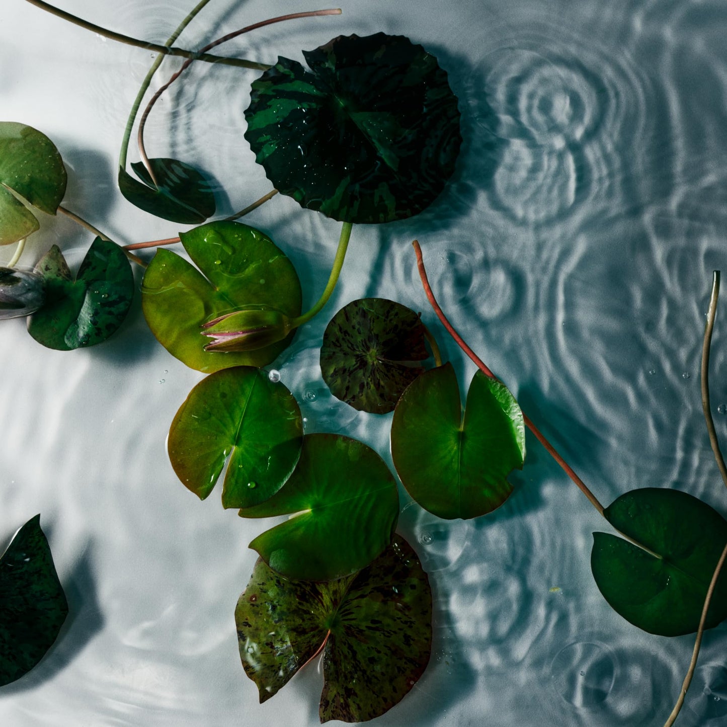 NEST New York Scented Classic Candle, Amber & Incense - 8.1 oz - Up to 60-Hour Burn Time - Reusable Glass Vessel